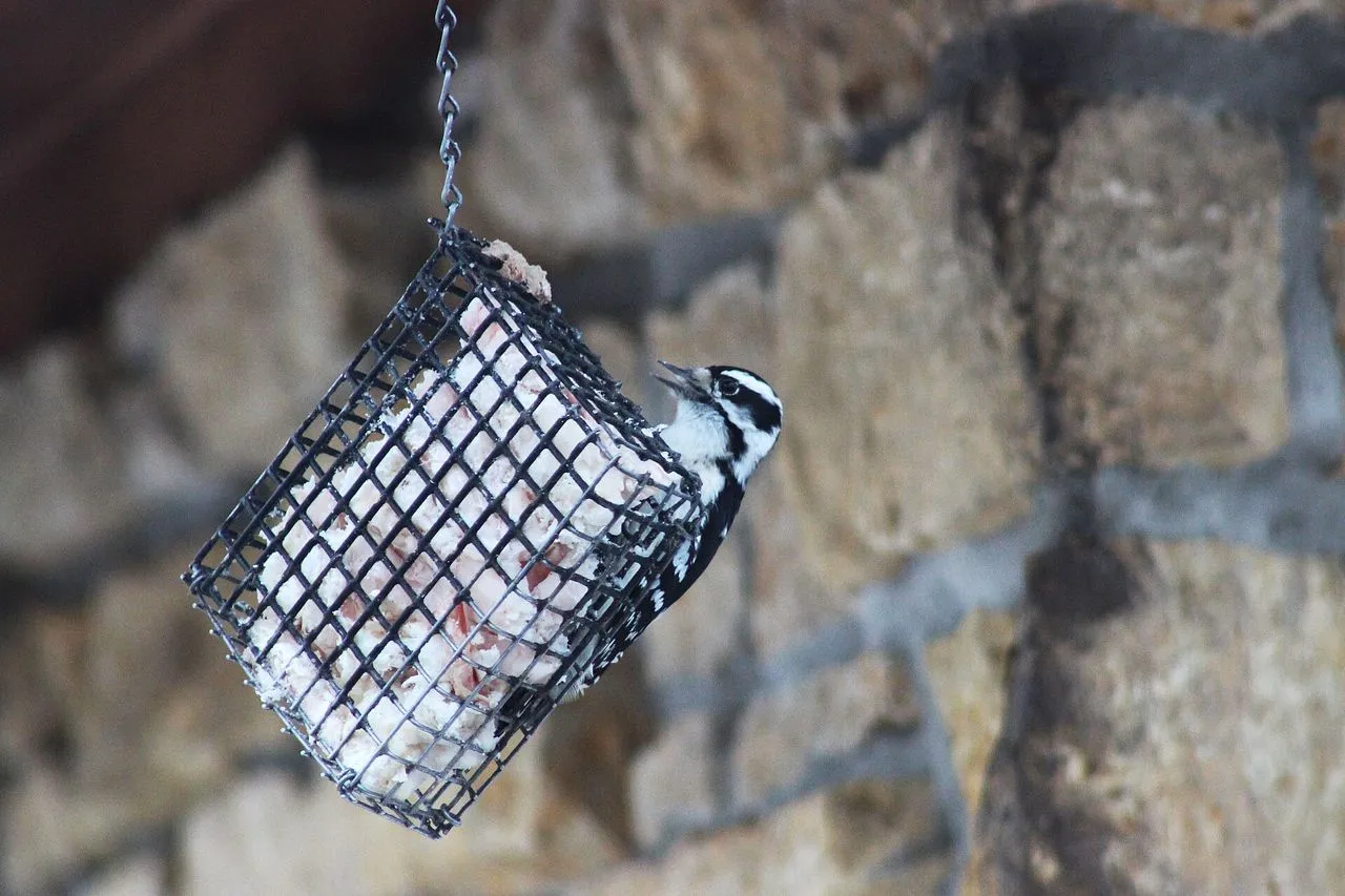 Safe Pesticide Alternatives for Bird Gardens