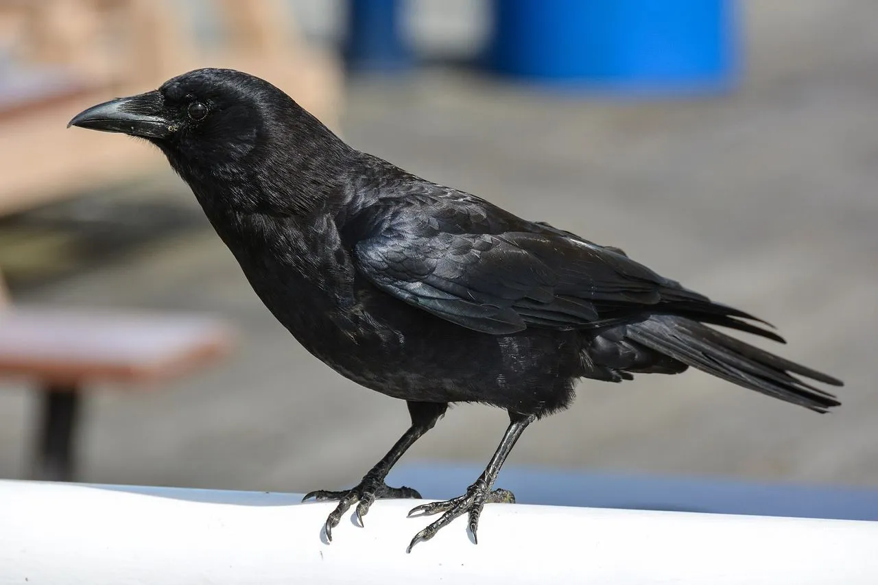 Northwestern Crow (Corvus caurinus): The Coastal Pacific Crow