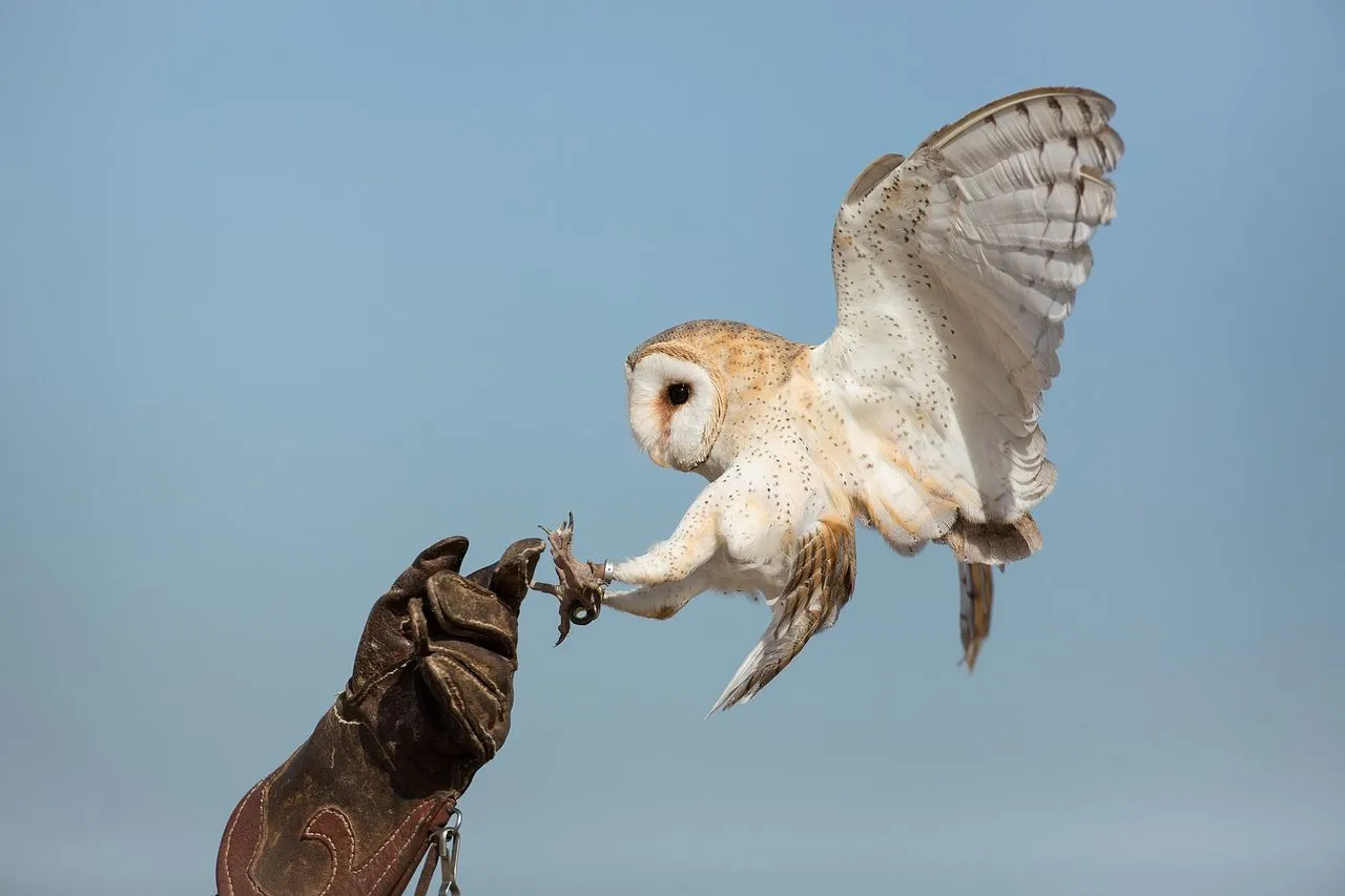 Why Is an Owl in My Yard?