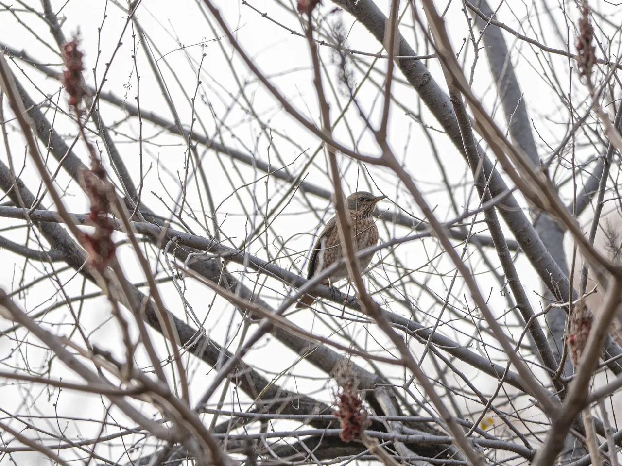 The Complete Thrushes & Robins Guide: Family Reference for the Turdidae