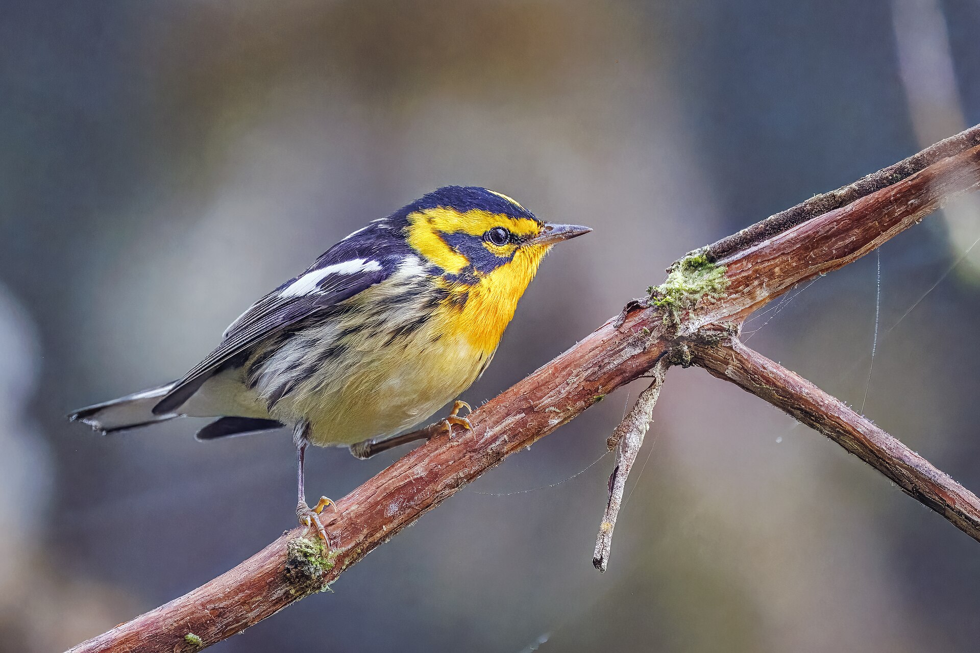 Blackburnian Warbler (Setophaga fusca): The Flame-Throated Canopy Specialist