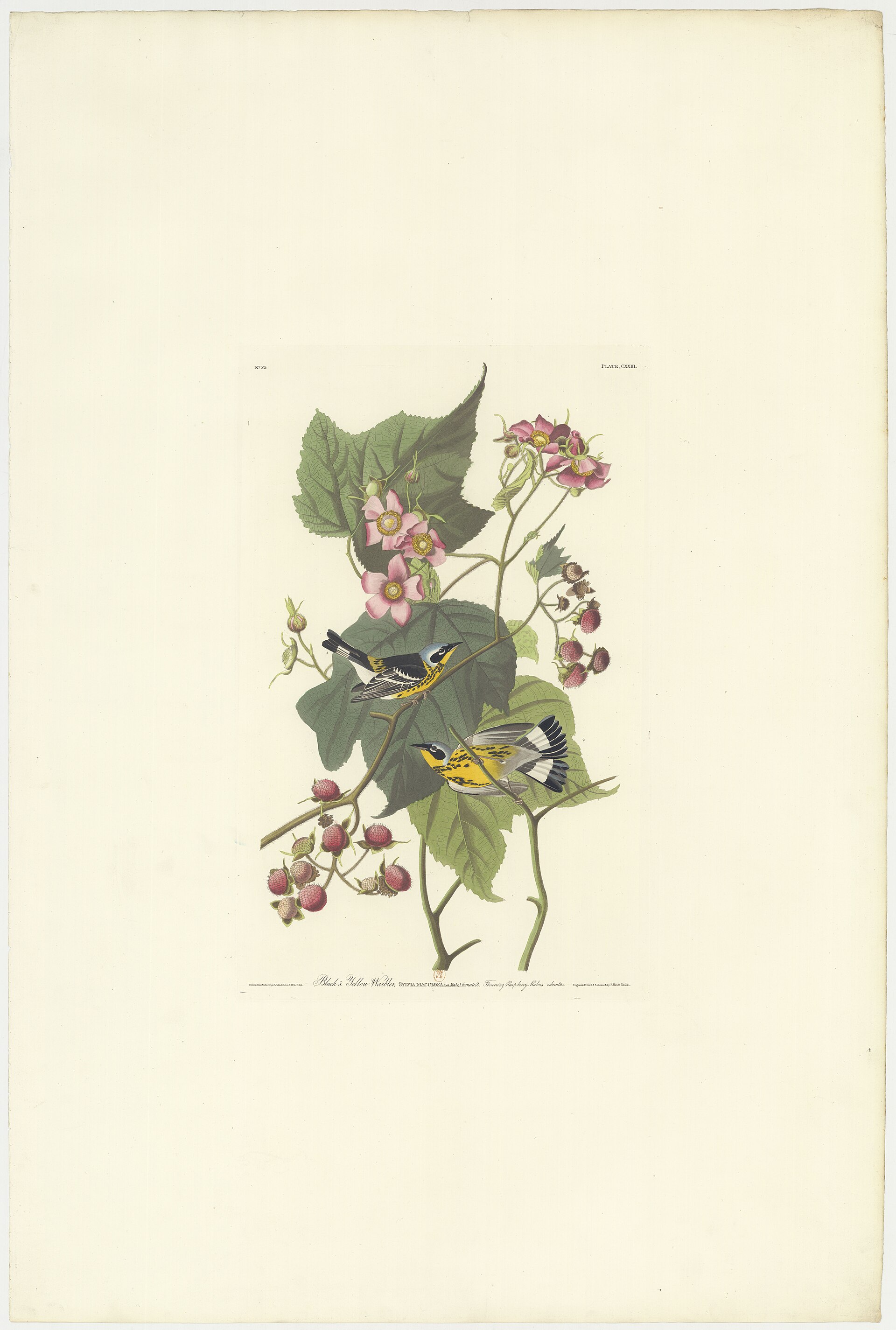 Magnolia Warbler (Setophaga magnolia): Identification & Boreal Breeding