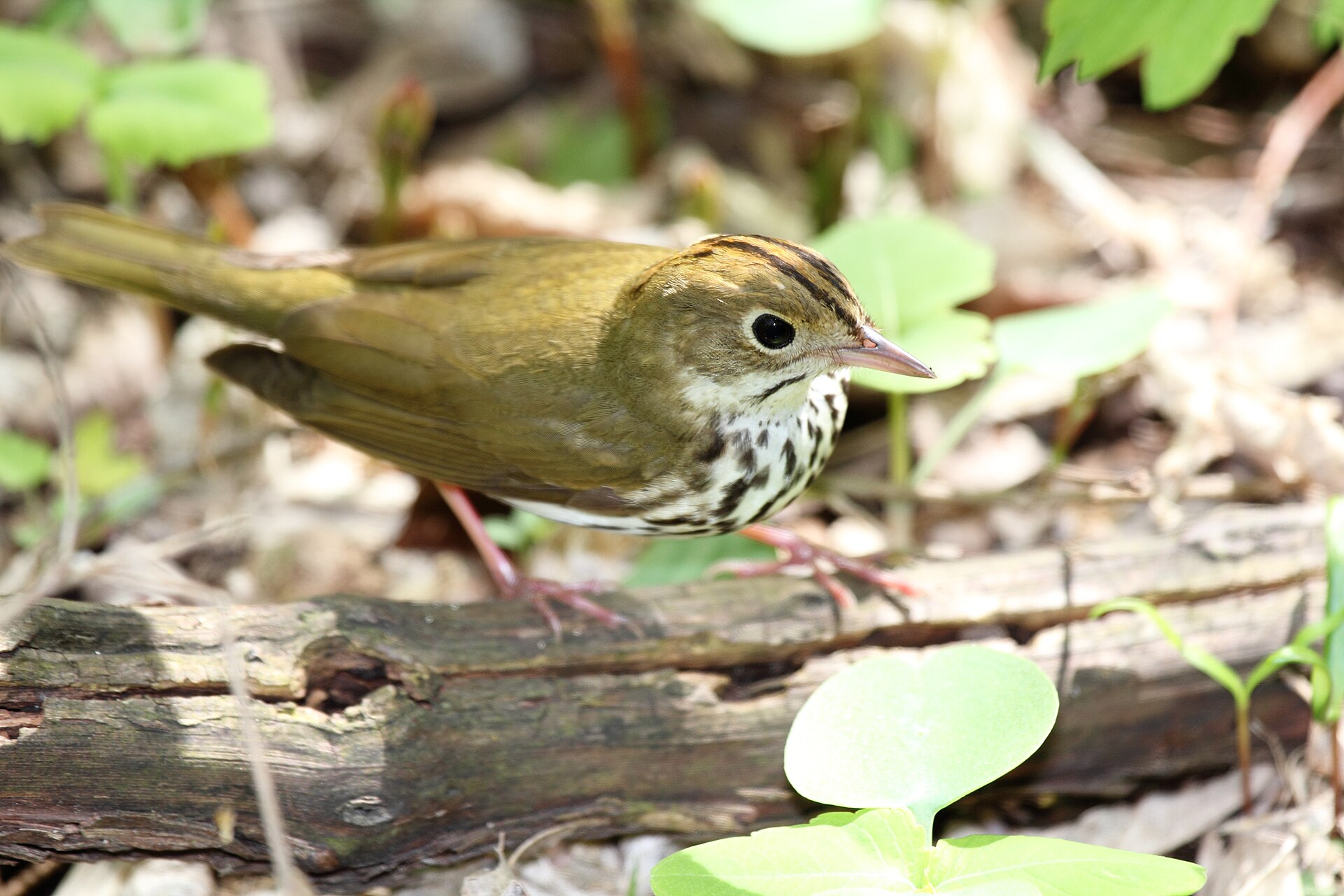 Ovenbird (Seiurus aurocapilla): The Ground-walking Warbler