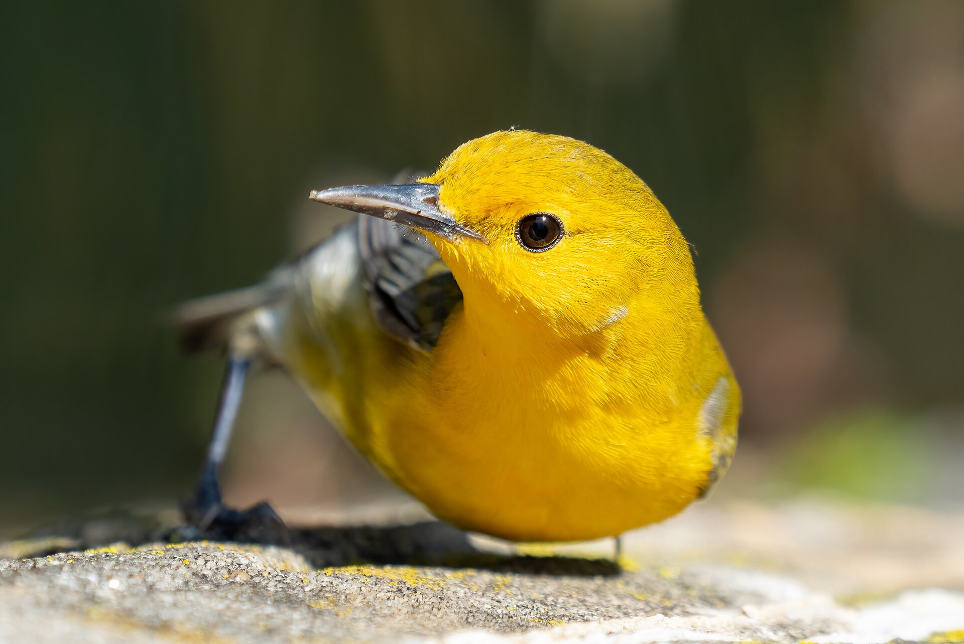 Prothonotary Warbler (Protonotaria citrea): The Swamp-Cavity Parulid