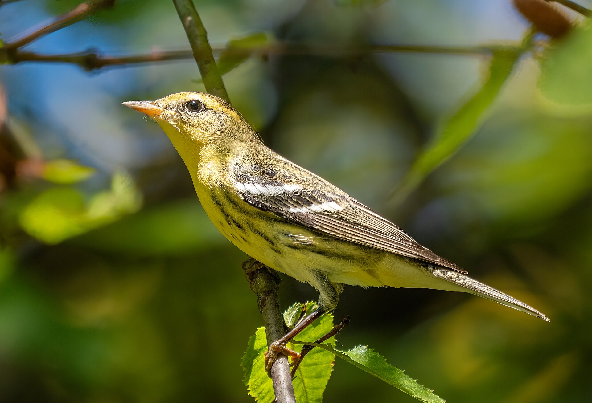 The Complete Warblers Guide: New World vs Old World, Identification & Migration