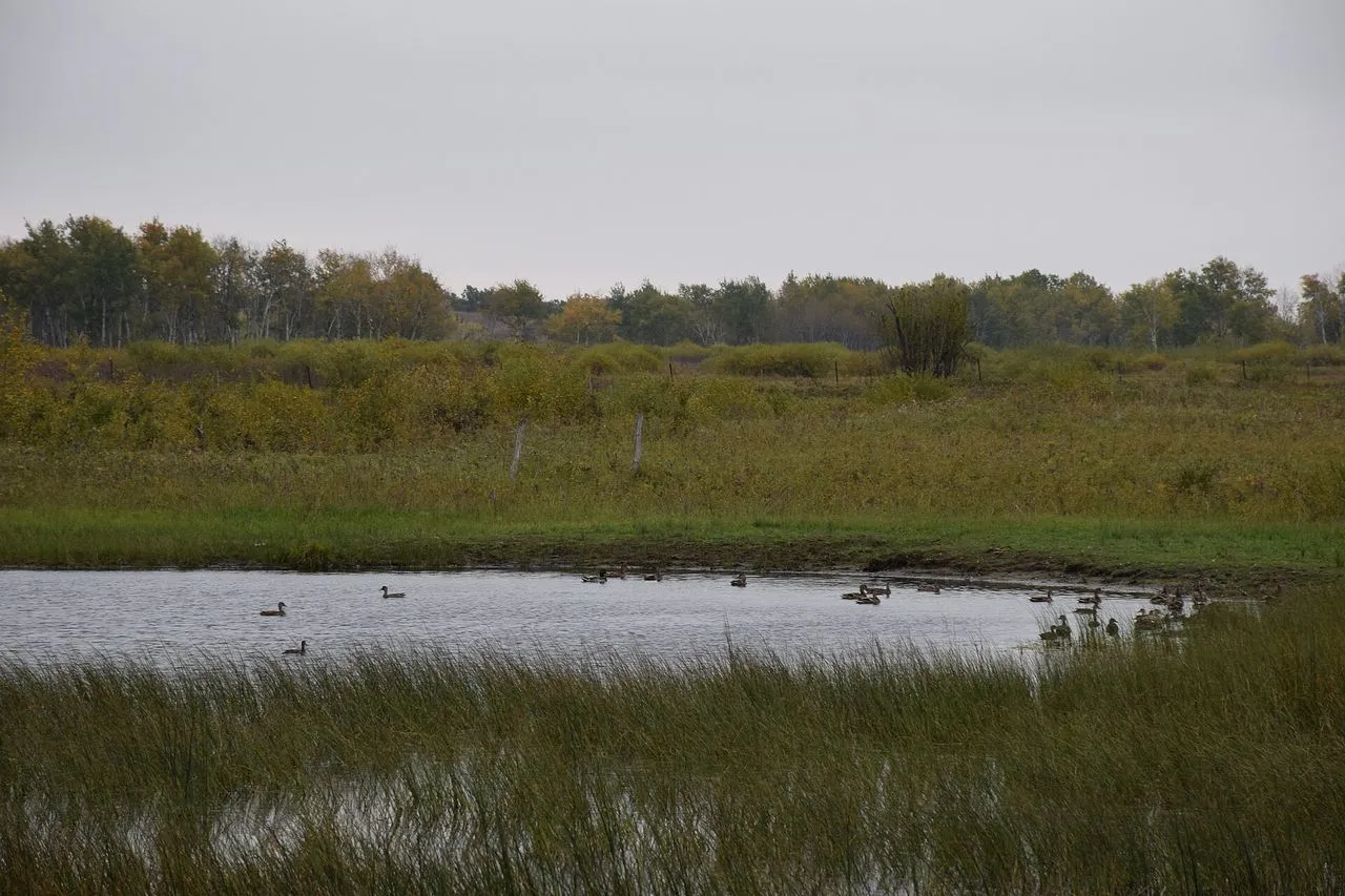 The Complete Waterfowl Guide: Ducks, Geese & Swans (Anatidae)
