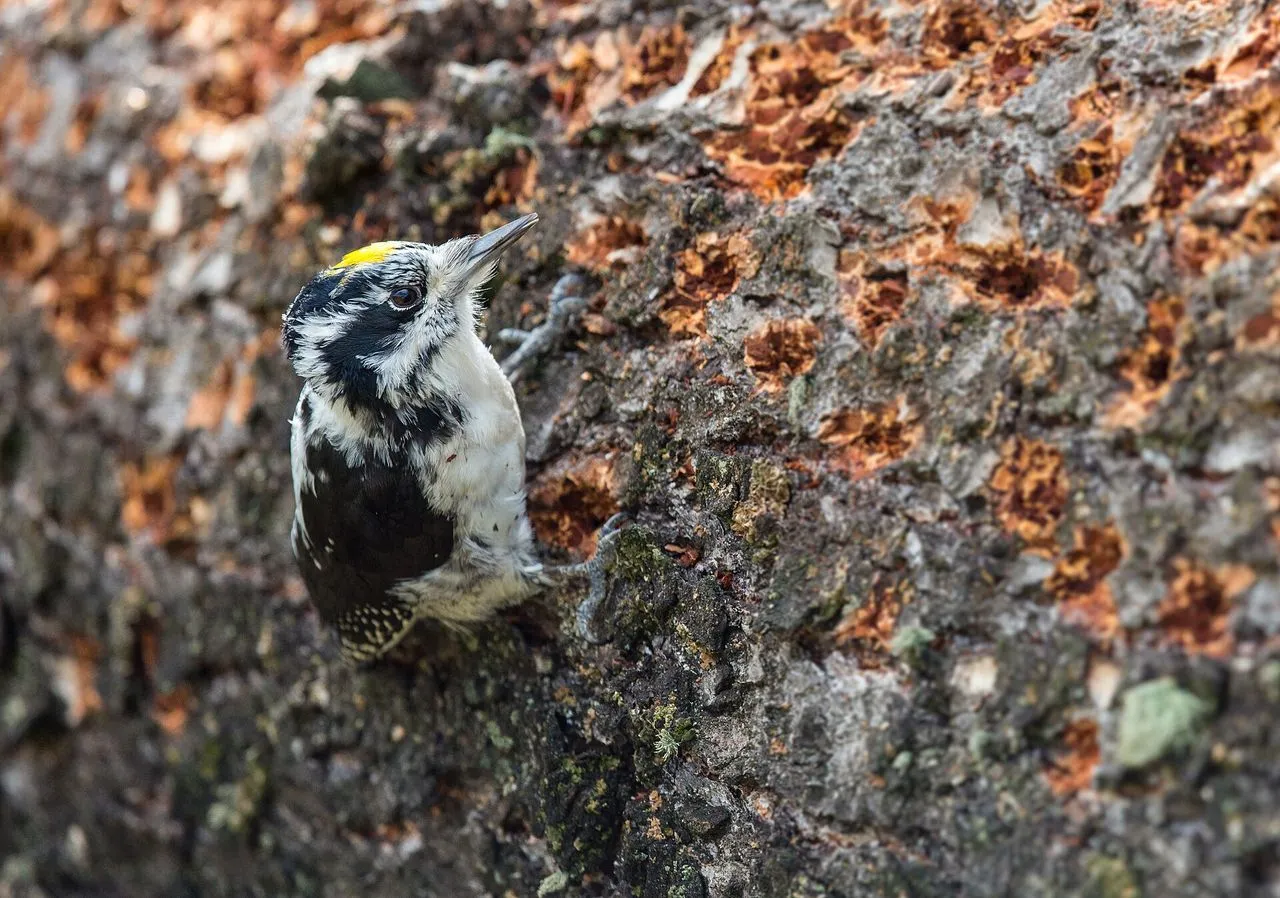 Why Is a Woodpecker Pecking My House?