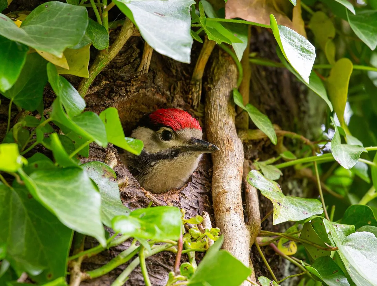 The Complete Woodpeckers Guide: Identification, Drumming & Suet Feeders